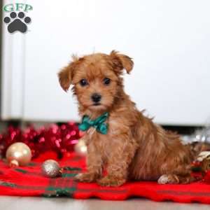 Archie, Yorkie Poo Puppy